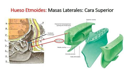 Pin De German Caban En Anatom A Y Sus M Sculos Hueso Etmoides Cuerpo