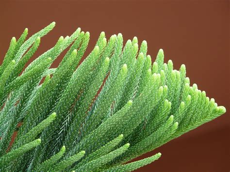 1920x1080 Wallpaper Green Pine Tree Peakpx