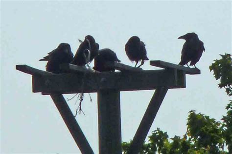 Life at the Annapolis Royal Marsh: Crow behavior