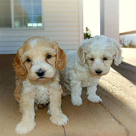 #1 | Labradoodle Puppies For Sale By Uptown Puppies