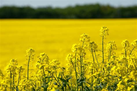 Oilseed Rape And Winter Wheat Basf Overview Farmers Guide