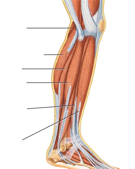 Muscles Of Anterolateral Leg Diagram Diagram Quizlet