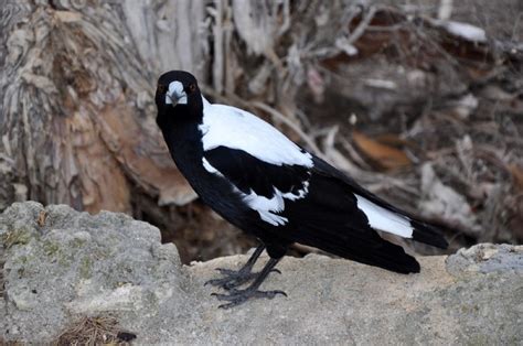 Do Magpies Like Stealing Shiny Things? The Surprising Answer! - Optics Mag