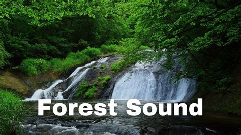 Forest River Nature Sounds River Stream Mountain 10Hr Relaxing Birds