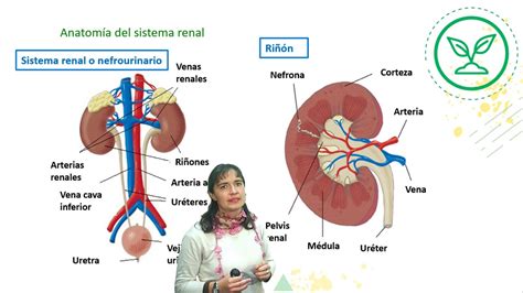 BiologÍa Sistema Excretor I Nivel Clase N° 5 Youtube