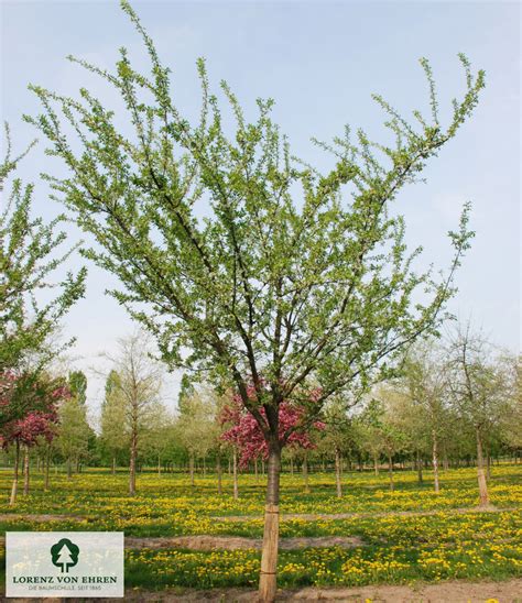 Prunus Domestica Mirabelle Von Nancy Baumschule LvE