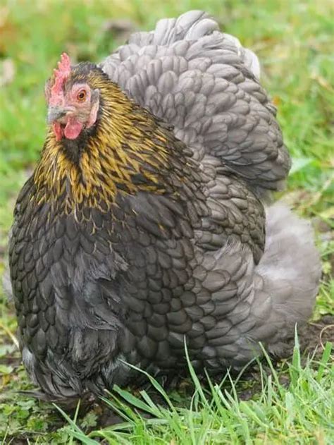 19 Best Dual Purpose Chicken Breeds (List with Pictures)