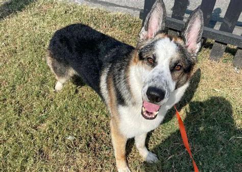 A Panda German Shepherd A Separate Breed Or Amazing Gsd Variety