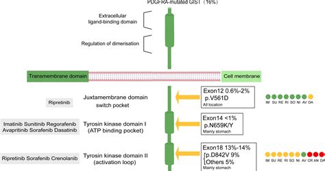 Frontiers An Overview Of Agents And Treatments For Pdgfra Mutated