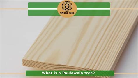 What Is Paulownia Wood Used For? Features, Specifications & Price ...