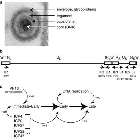 Hsv 1 Biology And Life Cycle Springerlink