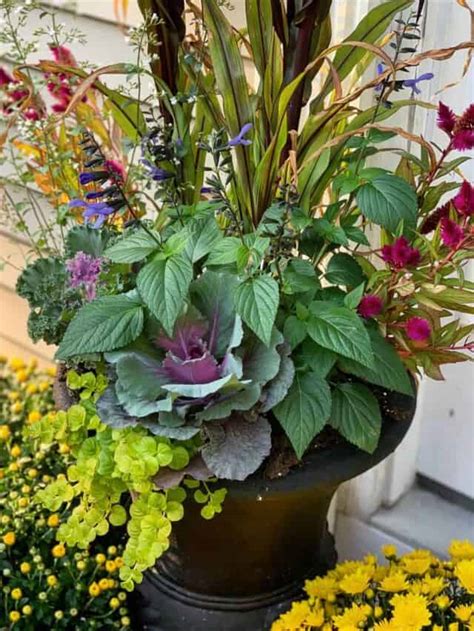 Best Fall Annuals for Container Gardens - Bricks 'n Blooms with Stacy Ling