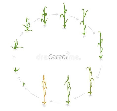 Wheat Plant Triticum Cultivation Agriculture Growth Stages Vector Illustration Stock Vector