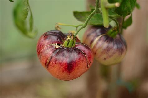 What Is An Heirloom Tomato Gardeners Path