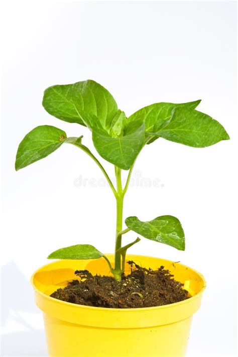 Capsicum plant stock image. Image of capsicum, green, cultivated - 5204531