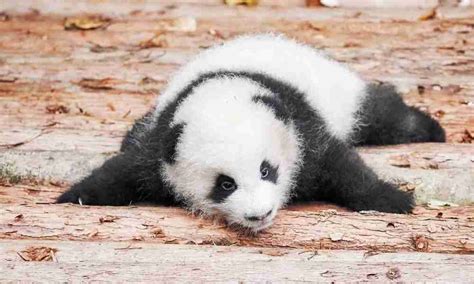 4 Common Reasons Why Baby Pandas Die Easily (Solved!)