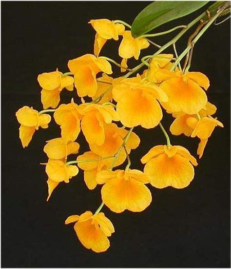 Dendrobium Lindleyi Orchids 100 Seeds Uk Garden And Outdoors