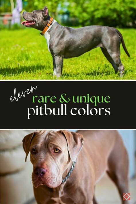 11 Rare And Unique Pitbull Colors Youve Never Seen In 2024 Pitbull