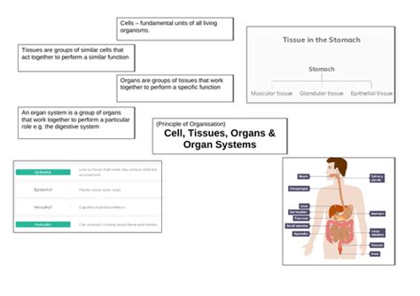 Aqa Gcse Triple Biology Revision Teaching Resources