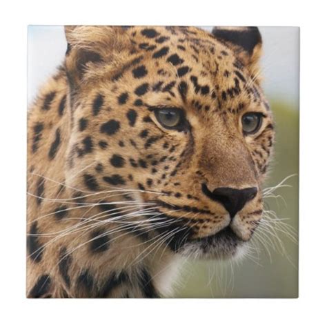 Beautiful Leopard Wild Cat Photograph Ceramic Tiles | Animal Cognizance