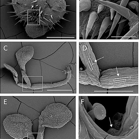 Scanning Electron Micrographs Of Untreated And 10 5 M Ga 3 Treated S