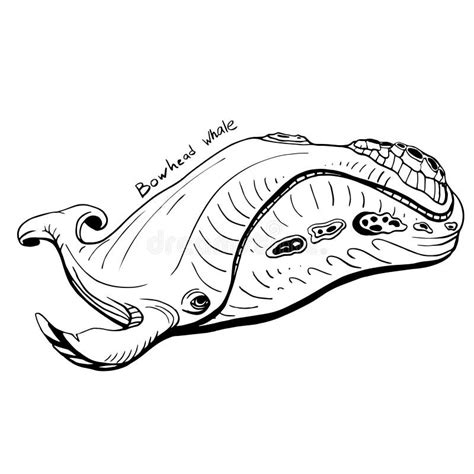 Hand Drawn Doodle Of Humpback Whale Vector Stock Vector Stock