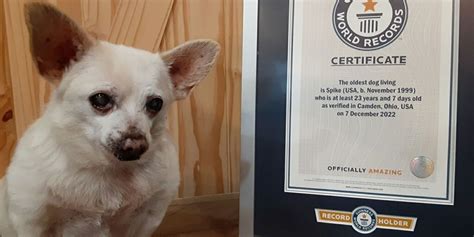 Un chihuahua consigue el récord Guinness al perro más viejo