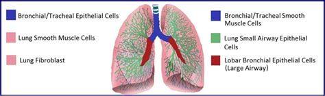 Latest Human Airway Cells Research