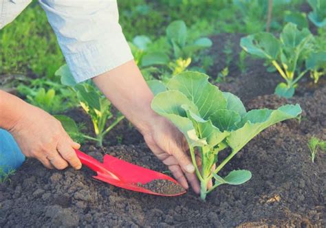 When To Plant Your Vegetables And Get A Bountiful Harvest Gardening Mentor