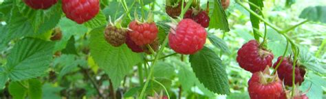 Raspberry Bush | Portland Nursery