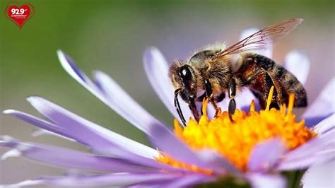 Curiosidades Sobre Las Abejas La Romantica