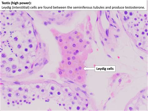 Testis And Epididymis Normal Histology Nus Pathweb Nus Pathweb