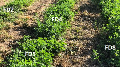 Fall Dormancy Classification Of Alfalfa Explained Alfalfa Partners®