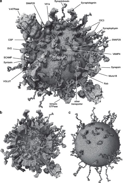 Model of the synaptic vesicle neuroproteome. Synaptic vesicles exhibit... | Download Scientific ...