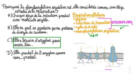 Vid O Question Expliquer Pourquoi La Phosphorylation Oxydative Est