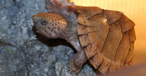 Razorback Musk Turtle Information and Pictures - PetGuide | PetGuide