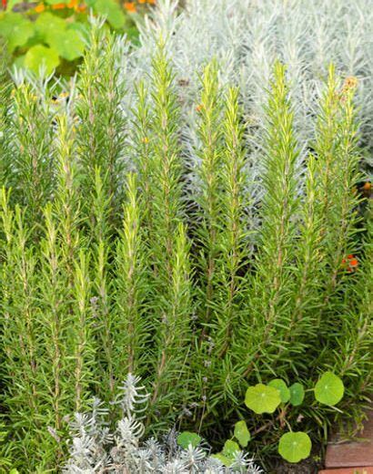 Rosemary (Rosmarinus officinalis)