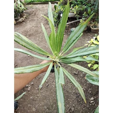 Aglaonema Cutlass Cutlass Aglaonema Shopee Philippines