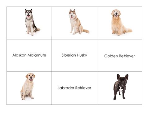 Dog Breed Matching Game American Kennel Club