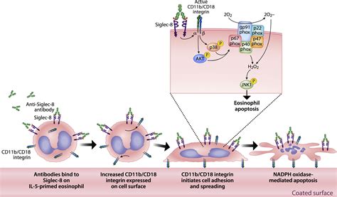 Sialic Acidbinding Immunoglobulin Like Lectin 8 Siglec 8 Is An