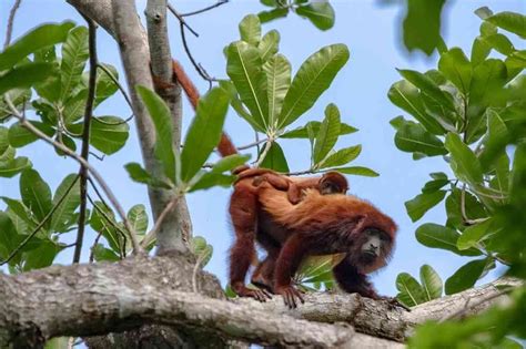 Ocho Empresas Trabajan Para Salvar El Bosque Seco Tropical En Colombia