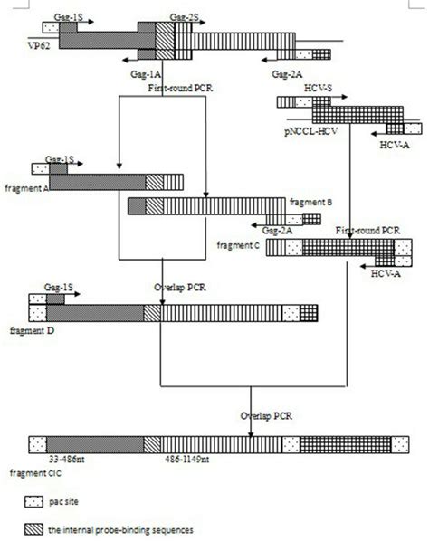 Construction Of Cic By Overlapping Pcr During The First Round Of Pcr