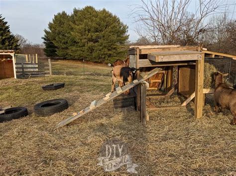 Diy Goat Playground With Pallets And Scrap Wood Diy Danielle®