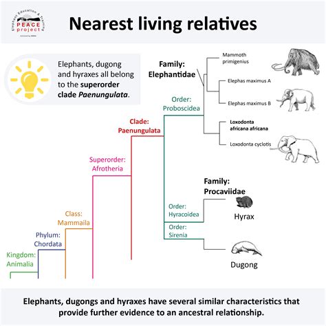 Learn About Desert Elephants