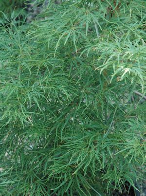 Acer Palmatum Dissectum Waterfall Piedmont Carolina Nursery