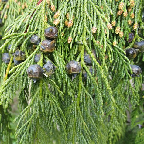 Xanthocyparis Nootkatensis Pendula In Insole Court