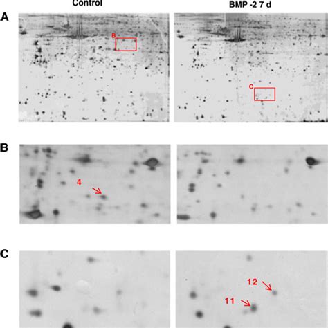 Proteomics Analysis Of Protein Expression Profiles In Rhbmp Induced