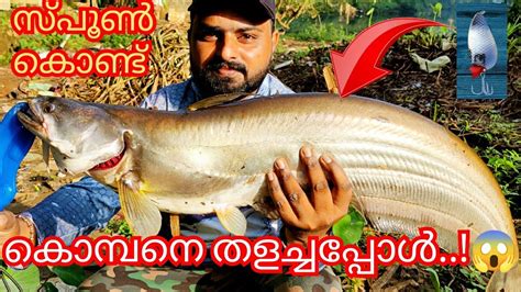 പുഴയിലെ കൊമ്പനെ തളച്ചപ്പോൾ 😳😱 Wallago Attu Fishing Kerala With Spoon