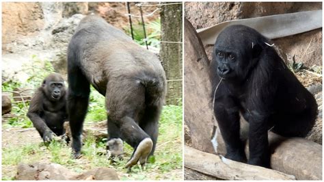 2-Year-Old Gorilla Runs Away From Her Siblings. She Wants To Enjoy ...