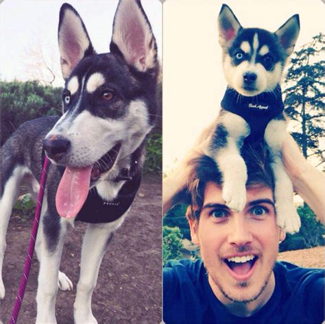 Joey Graceffa And Wolf Joey Graceffa Dog Storms Animals